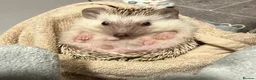 Pygmy Hedgehog rodents for sale: Male African pigmy hedgehog  in South Shields - Advert 2