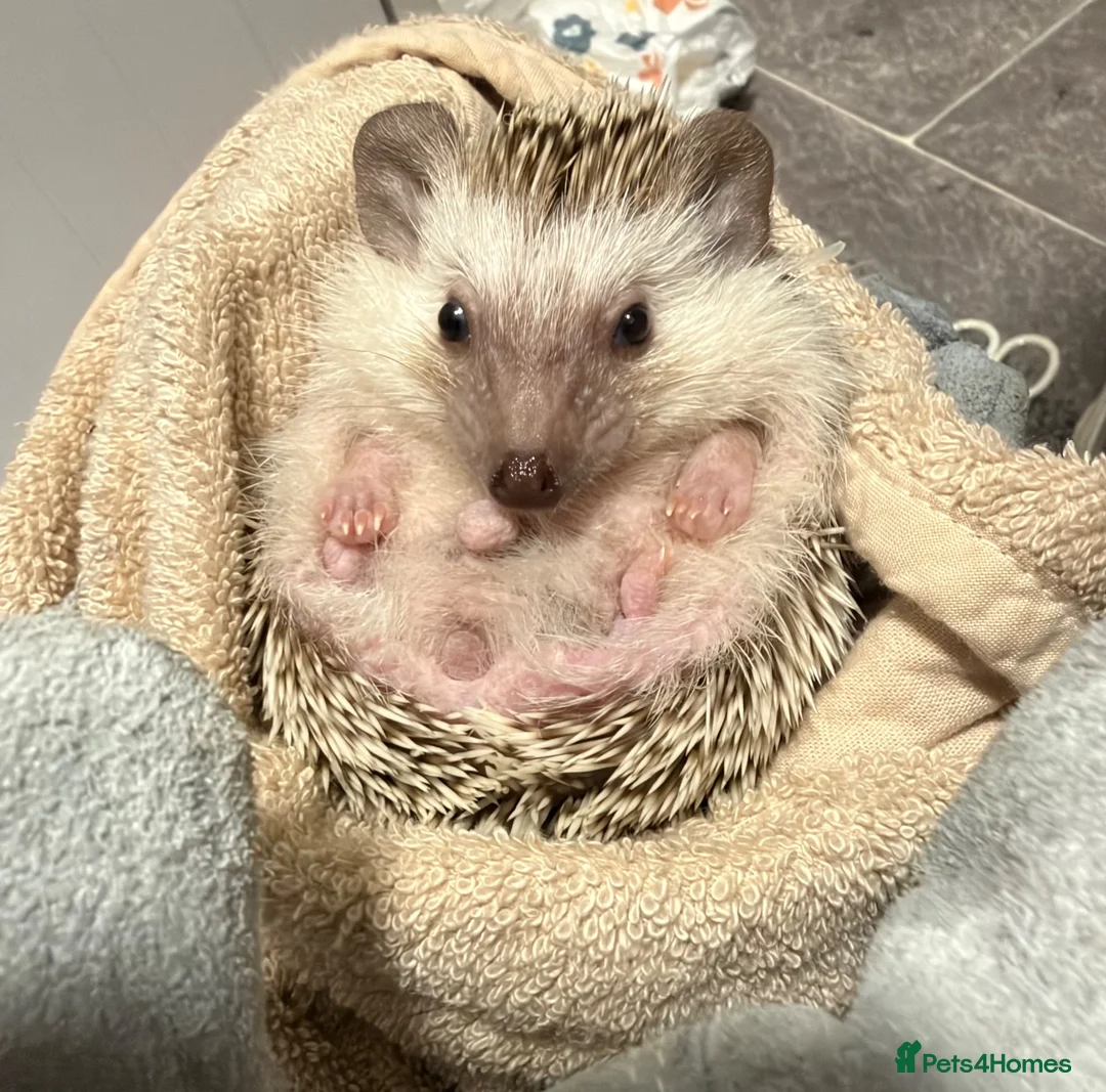 Pygmy Hedgehog rodents for sale: Male African pigmy hedgehog  in South Shields - Advert 2
