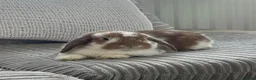 Mini Lop rabbits for sale: Male and female bonded rabbit pair  in Oldham - Advert 7