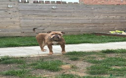 Dorset Olde Tyme Bulldogge dogs for sale: Olde tyme English bulldog  - Image 3