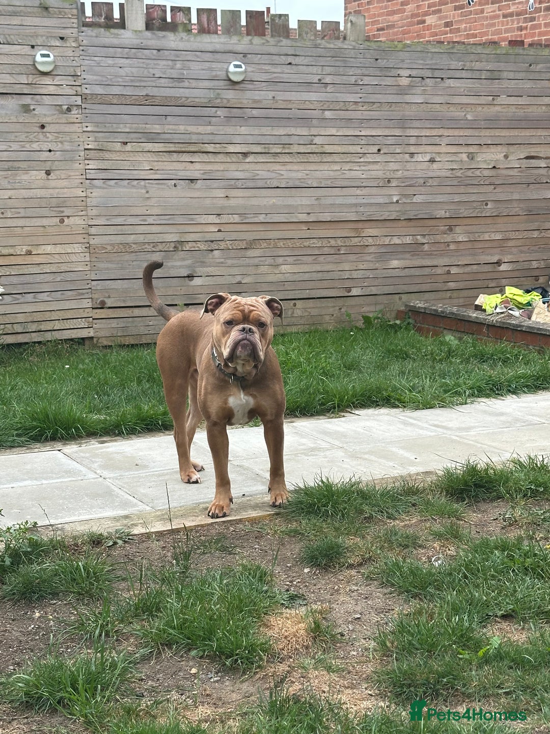 Dorset Olde Tyme Bulldogge dogs for sale: Olde tyme English bulldog  - Image 3