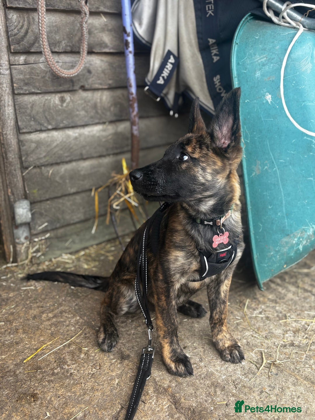 Mixed Breed dogs for sale: Shepherd Mix gorgeous girl for rehoming  - Image 13