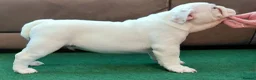 English Bulldog dogs for sale: English Bulldog Puppies Loving Homes Wanted 🐾 - Advert 6