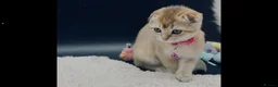 Scottish Fold cats for sale: TICA Registered Scottish Fold Kittens - Advert 4
