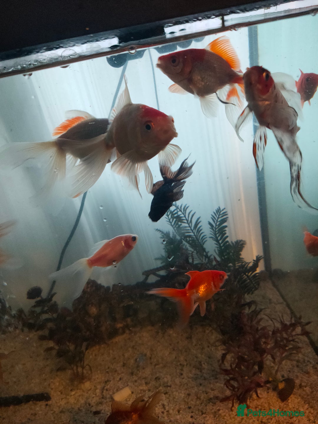 Goldfish fish for sale: Various kinds of Goldfish - Advert 5