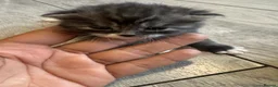 British Shorthair cats for sale: Kitten’s off bsh silver tabby  - Advert 4