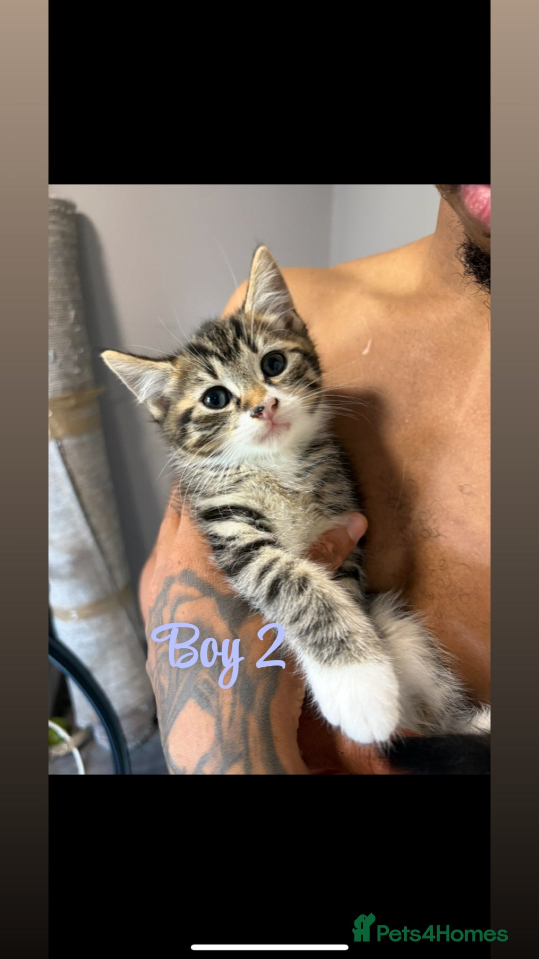 Mixed Breed cats for sale: Kittens  - Image 5