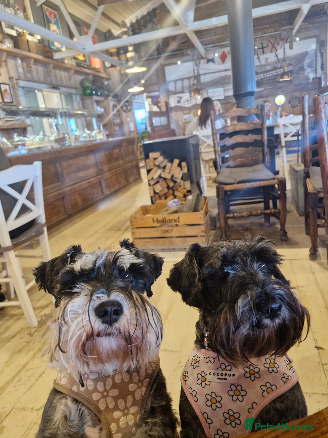 Miniature Schnauzer dogs for sale: Perfect Miniature Schnauzer Puppies, 1 boy, 1 girl - Image 5