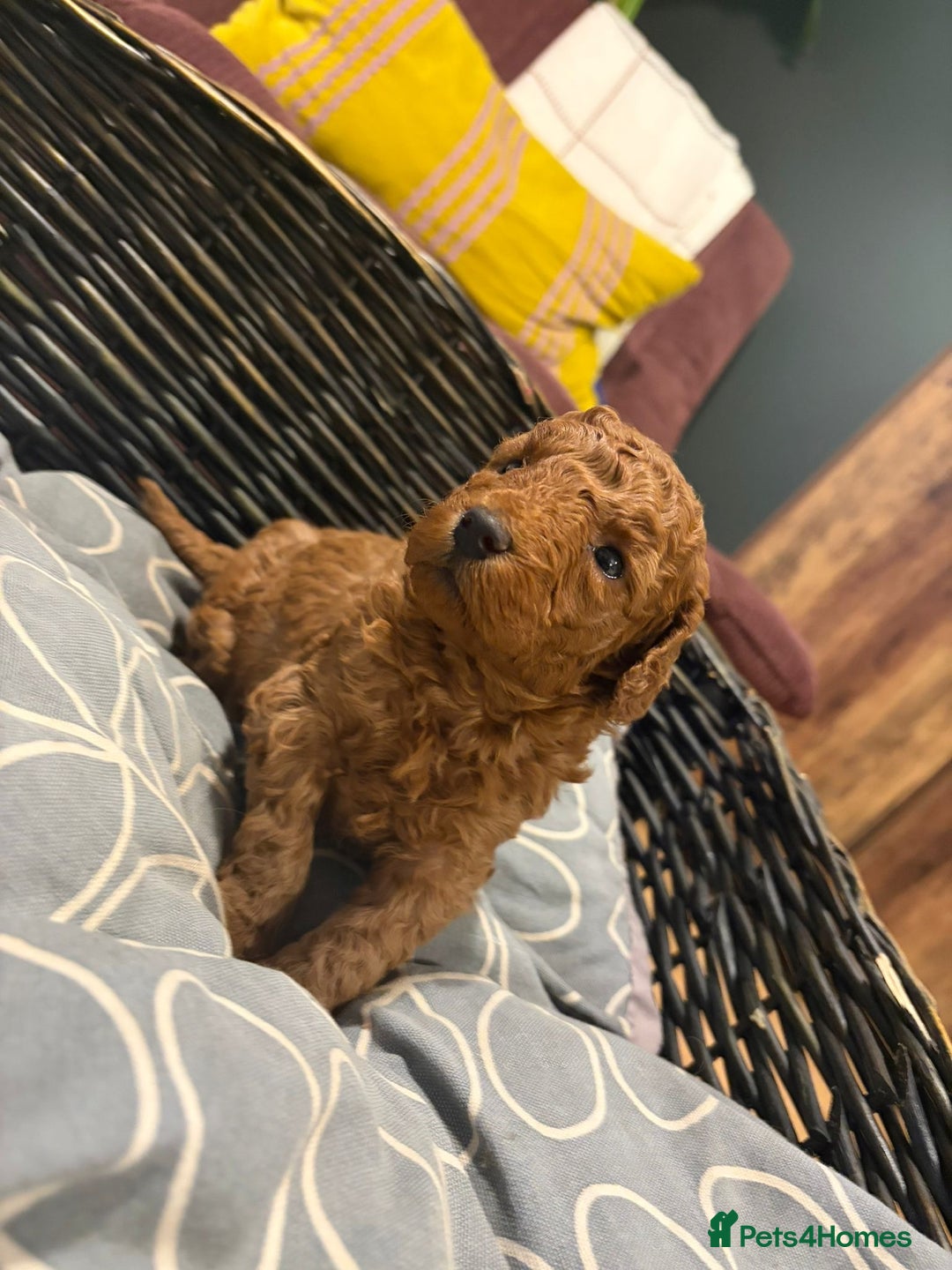 Cockapoo dogs for sale: 💥 Beautiful health checked F1B cockapoos 💥  - Advert 21