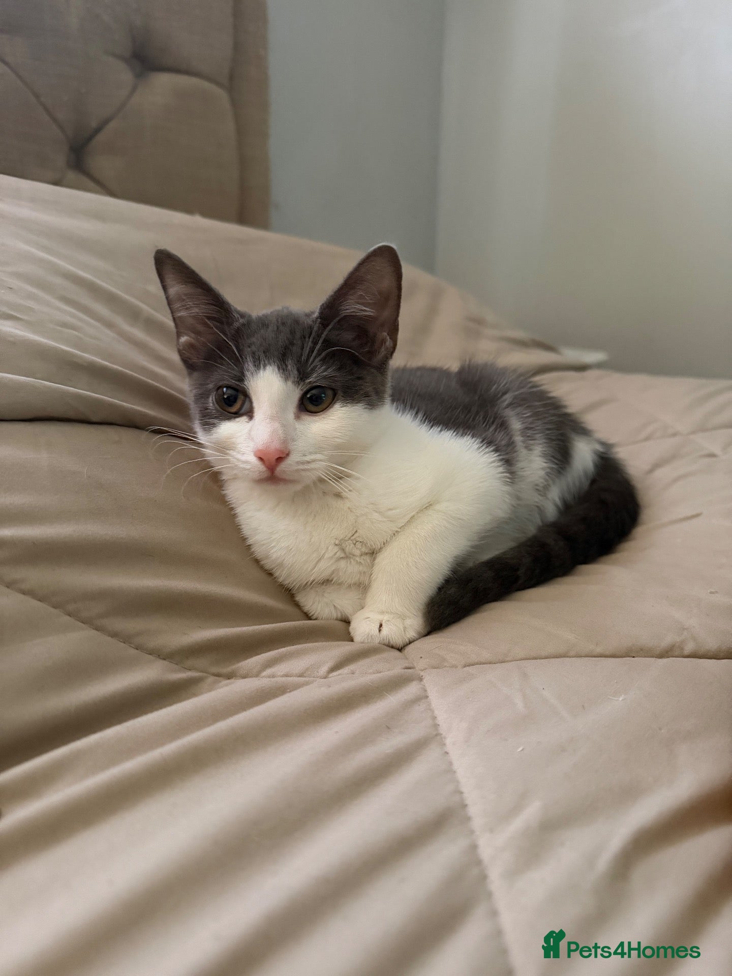 Domestic Shorthair cats Beautiful female grey & white kitten  - Advert 15