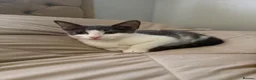 Domestic Shorthair cats for sale: Beautiful female grey & white kitten  in Derby - Advert 1