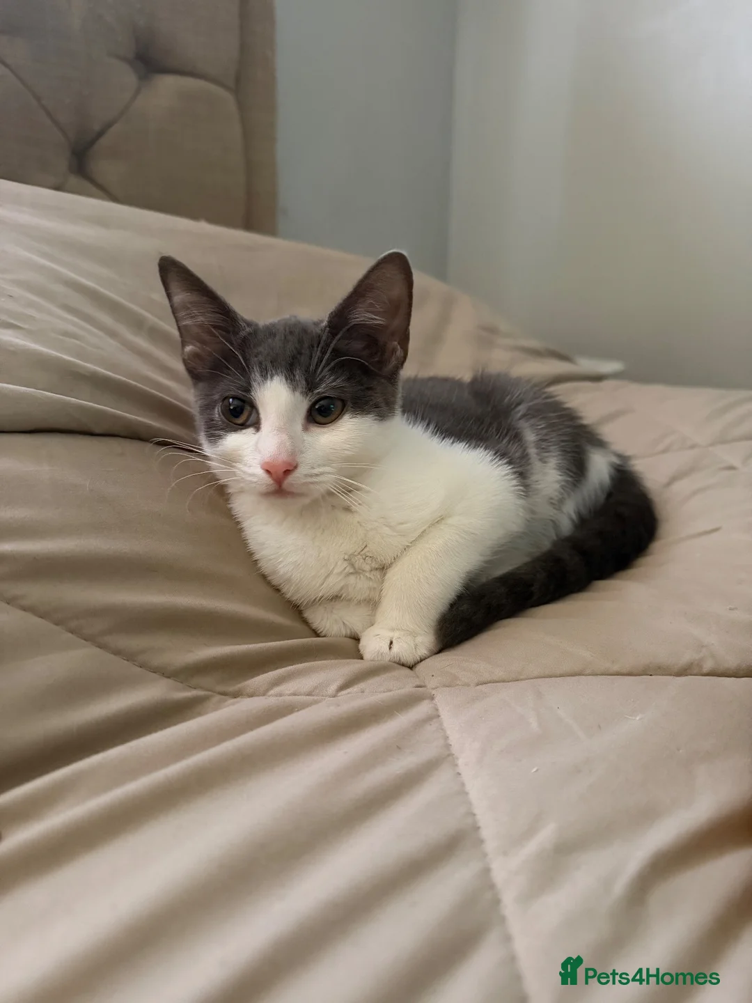 Domestic Shorthair cats for sale: Beautiful female grey & white kitten  in Derby - Advert 1