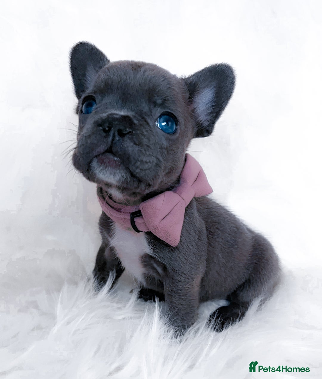 French Bulldog dogs for sale: 🌸Isabella,Rojo,Lilac,Blue,Chocolate🌸 - Advert 15