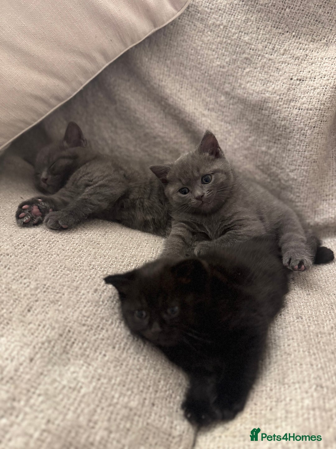 British Shorthair cats for sale: BSH Cross (3/4) Kittens - Advert 5