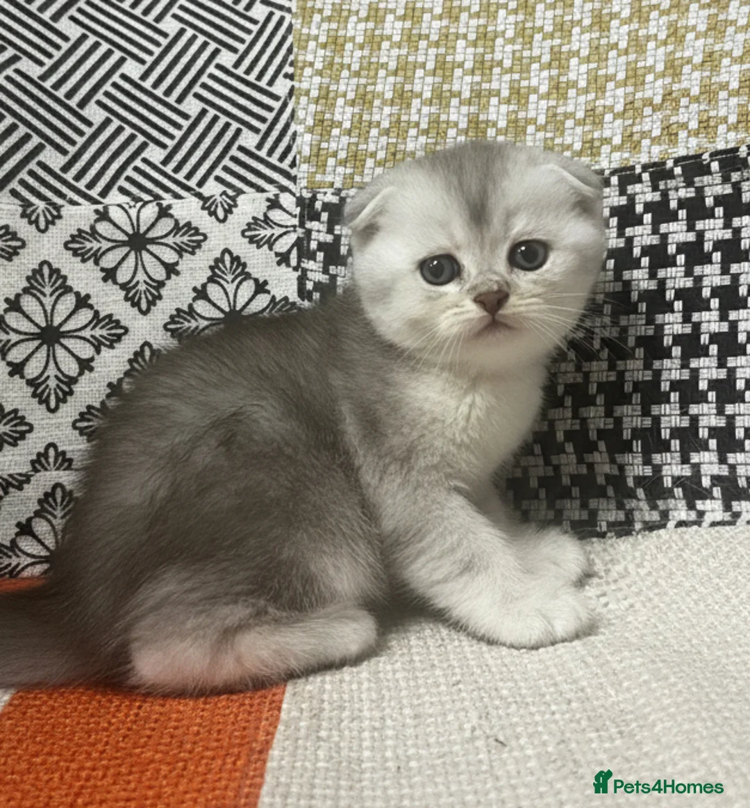 Scottish Fold cats for sale: Adorable Scottish Fold & Straight Kittens - Advert 14