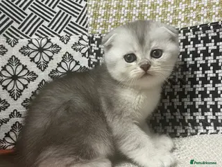 Scottish Fold cats Adorable Scottish Fold & Straight Kittens - Advert 1