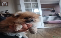 Pomeranian dogs for sale: Beautiful russian teddy pomeranians - Image 3