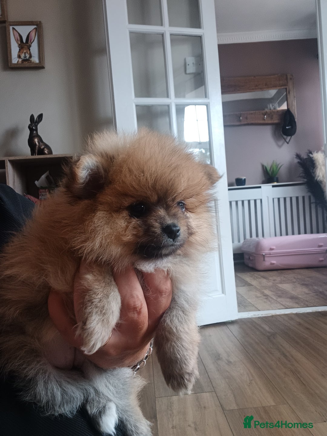 Pomeranian dogs for sale: Beautiful russian teddy pomeranians - Image 3