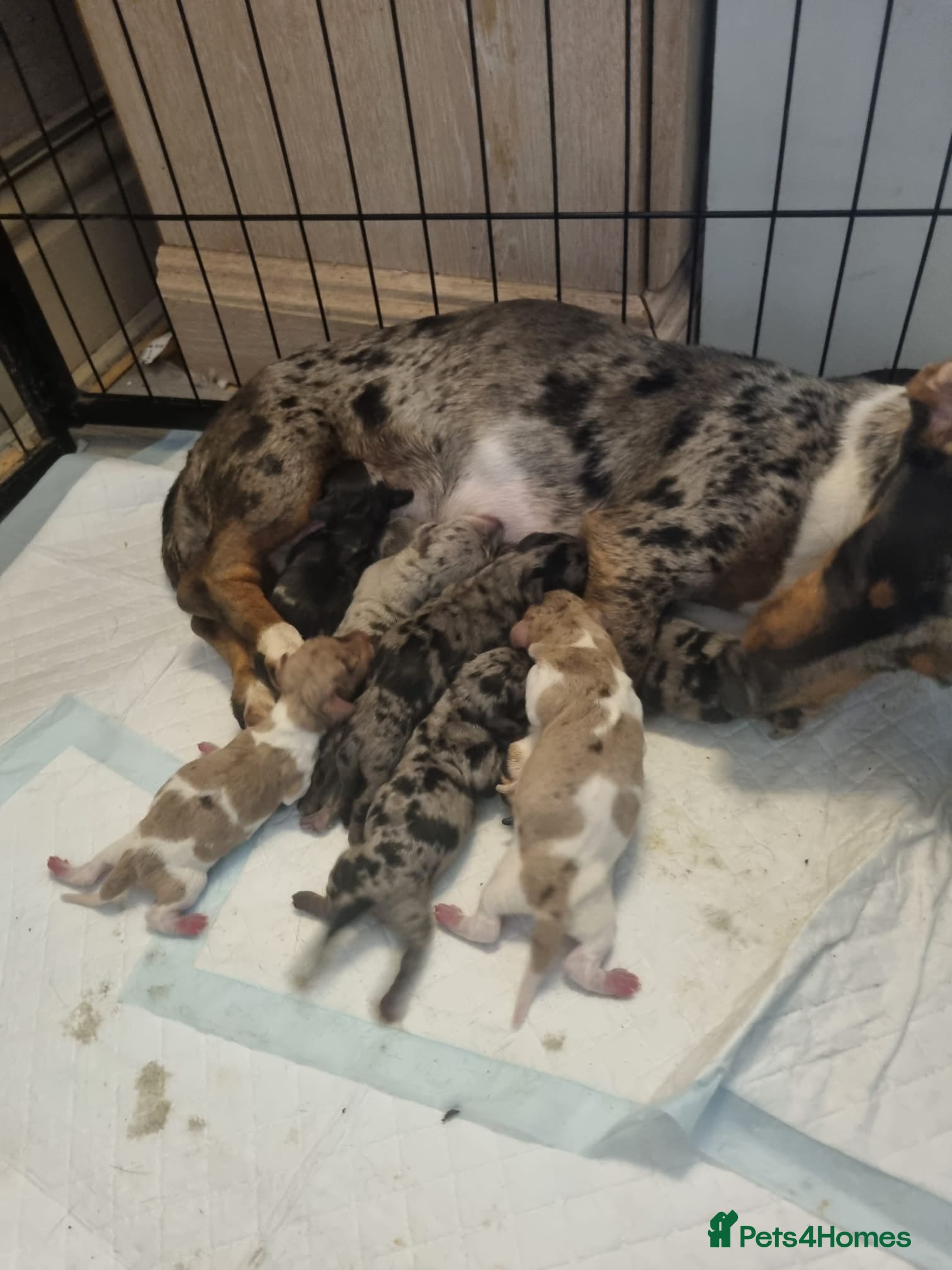 Dachshund dogs Outstanding Quality dauchaund Puppies-Loving Famiy - Advert 1