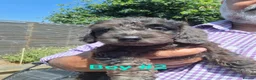 Miniature Dachshund dogs for sale: Gorgeous Mini-Wire Dachsund Doodle pups - Advert 3