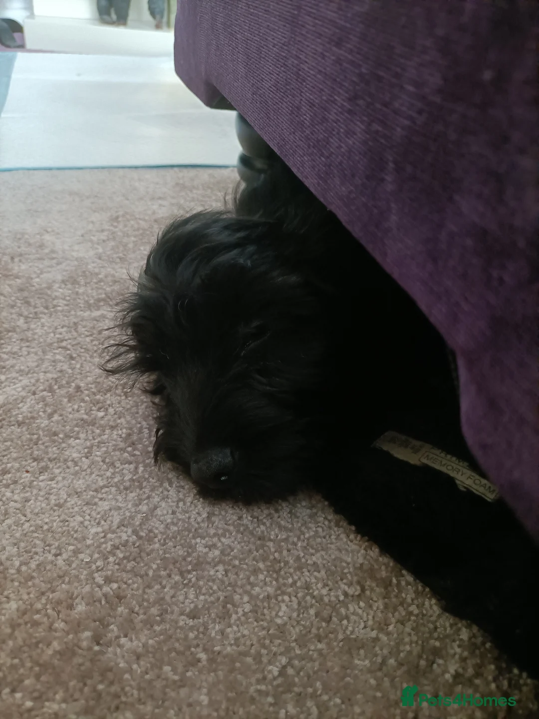Cockapoo dogs for sale: Male cockerpoo black in Portsmouth - Advert 1