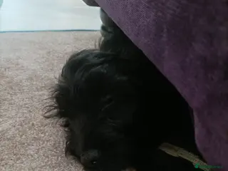 Cockapoo dogs Male cockerpoo black in Portsmouth - Advert 2