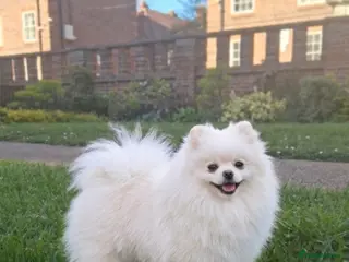 Pomeranian dogs 👑 Sushi 2,5 kg Teddy Bear face pomeranian - Advert 7