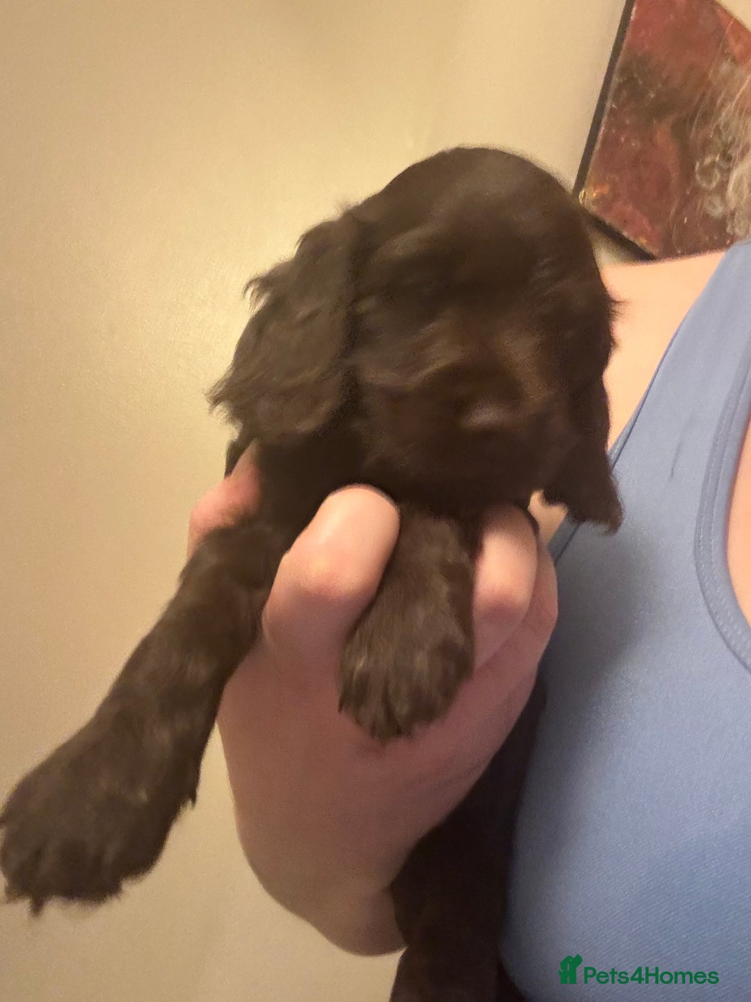 Cockapoo dogs for sale: F1b cockpoo puppies looking for forever homes.  - Advert 15