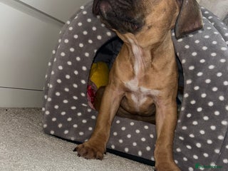 Staffordshire Bull Terrier dogs - Advert 1