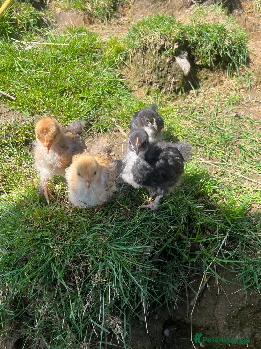 Chickens poultry for sale: Pekin bantam chicks  - Advert 2