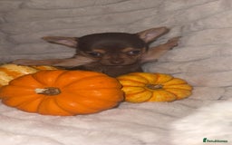 Chihuahua dogs for sale: 3 beautiful chihuahuas 2 girls 1 boy left  - Image 5