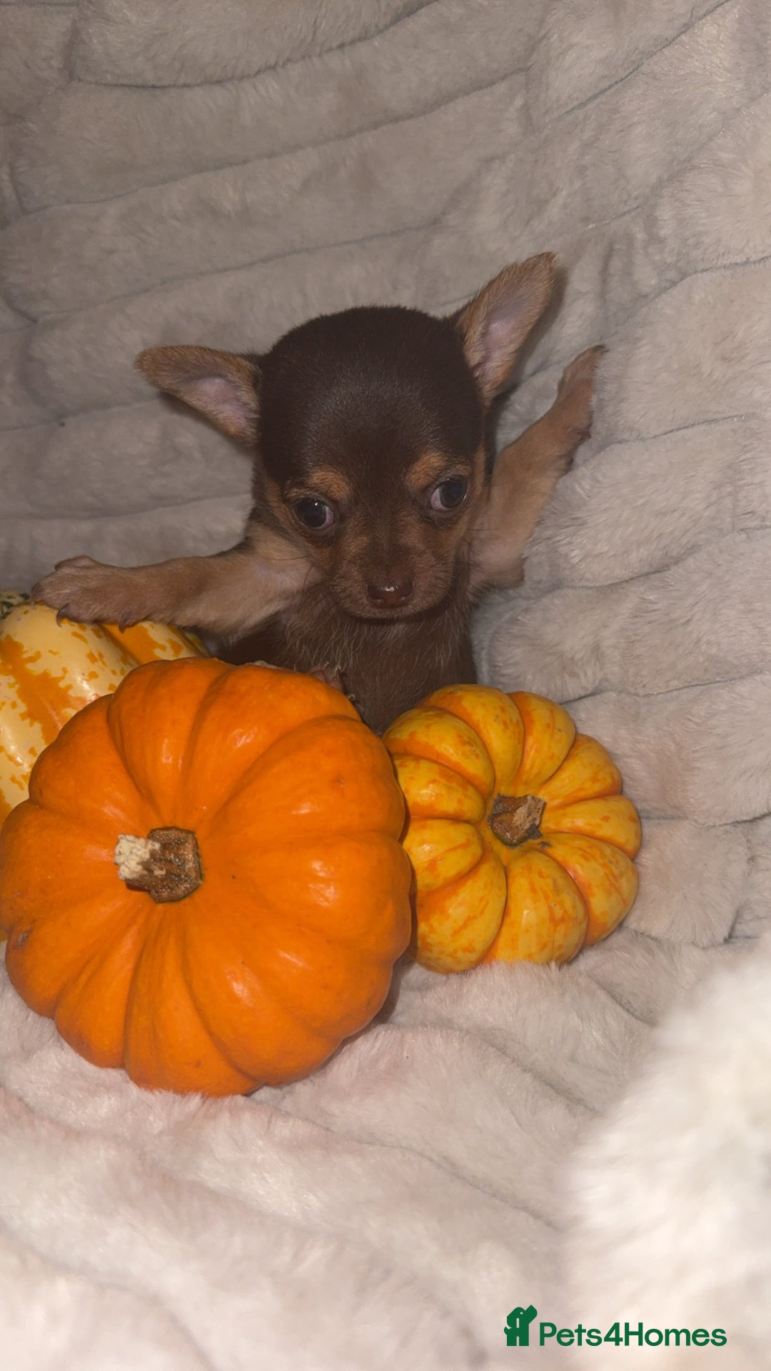 Chihuahua dogs for sale: 3 beautiful chihuahuas 2 girls 1 boy left  - Image 5