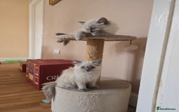 Ragdoll cats for sale: Last Ragdoll Kitten–Affectionate & Ready Now! ✨🐾 - Image 9