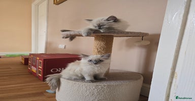 Ragdoll cats - Advert 5