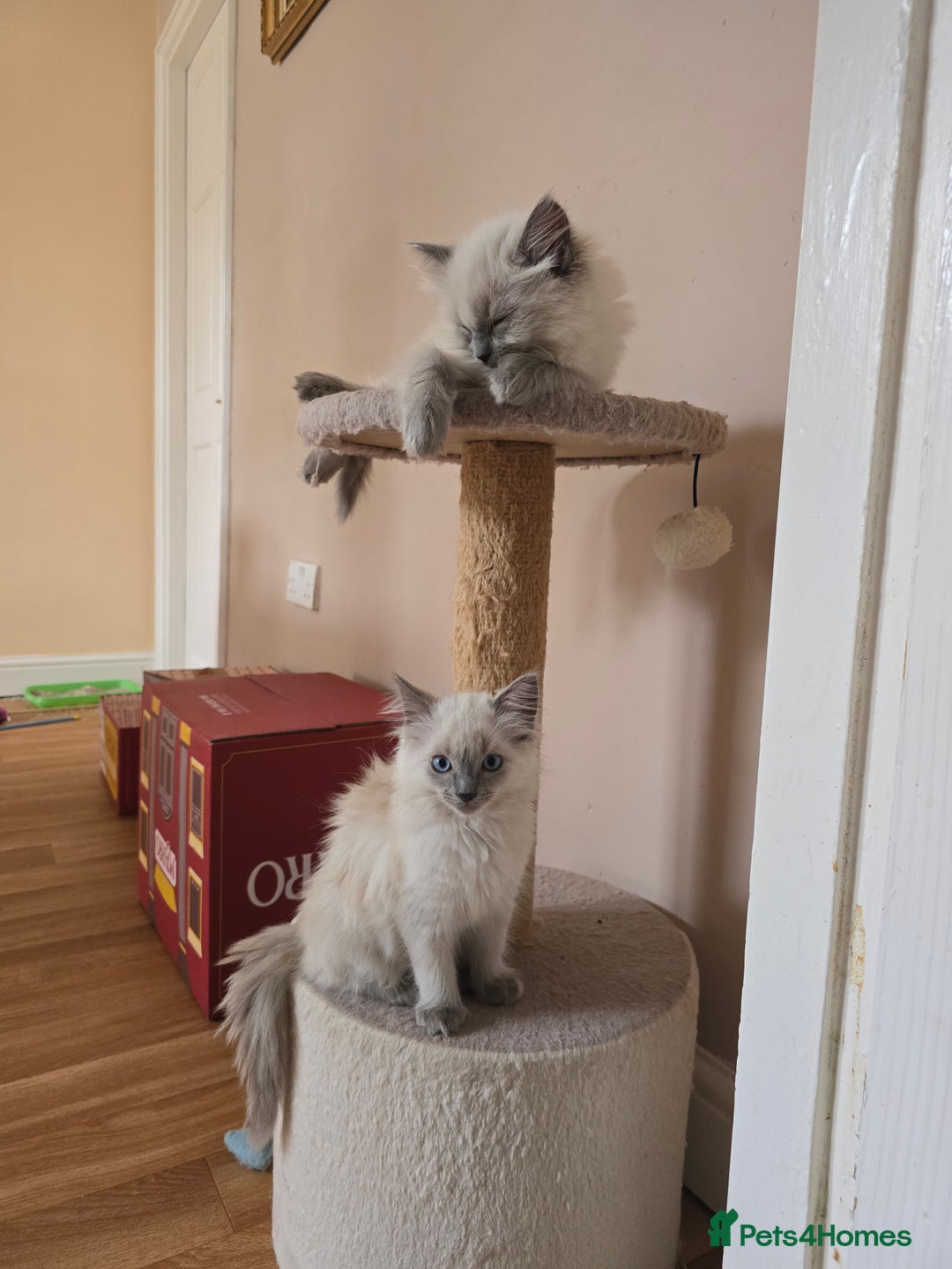Ragdoll cats for sale: Last Ragdoll Kitten–Affectionate & Ready Now! ✨🐾 - Image 9