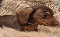 Miniature Dachshund dogs for sale: Gorgeous KC Registered Miniature Dachshund Puppies - Image 4