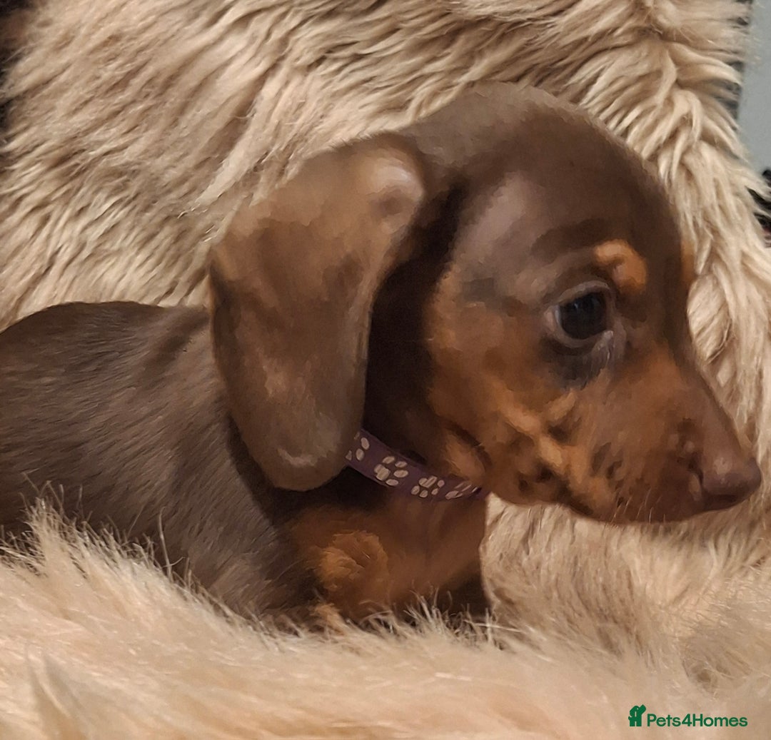 Miniature Dachshund dogs for sale: Gorgeous KC Registered Miniature Dachshund Puppies - Image 4