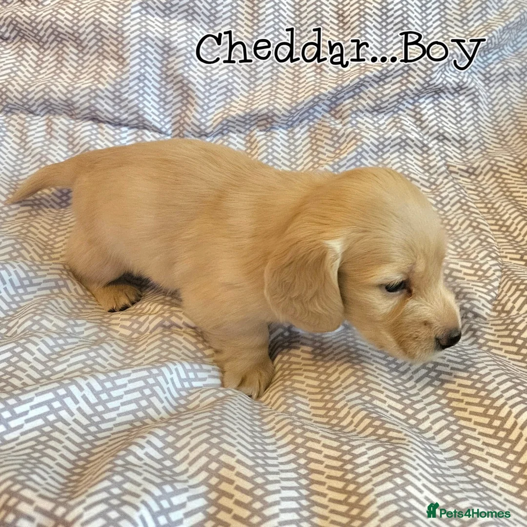 Miniature Dachshund dogs for sale: Cream dachshund  - Advert 6