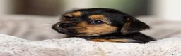 Jack Russell dogs for sale: Gorgeous Jack Russell Puppies  in Newbury - Advert 14