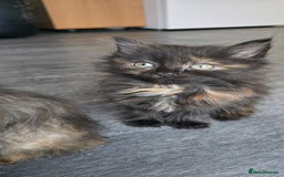 LaPerm cats for sale: 8 Laperm mix kittens, curly & long-haired - Advert 12