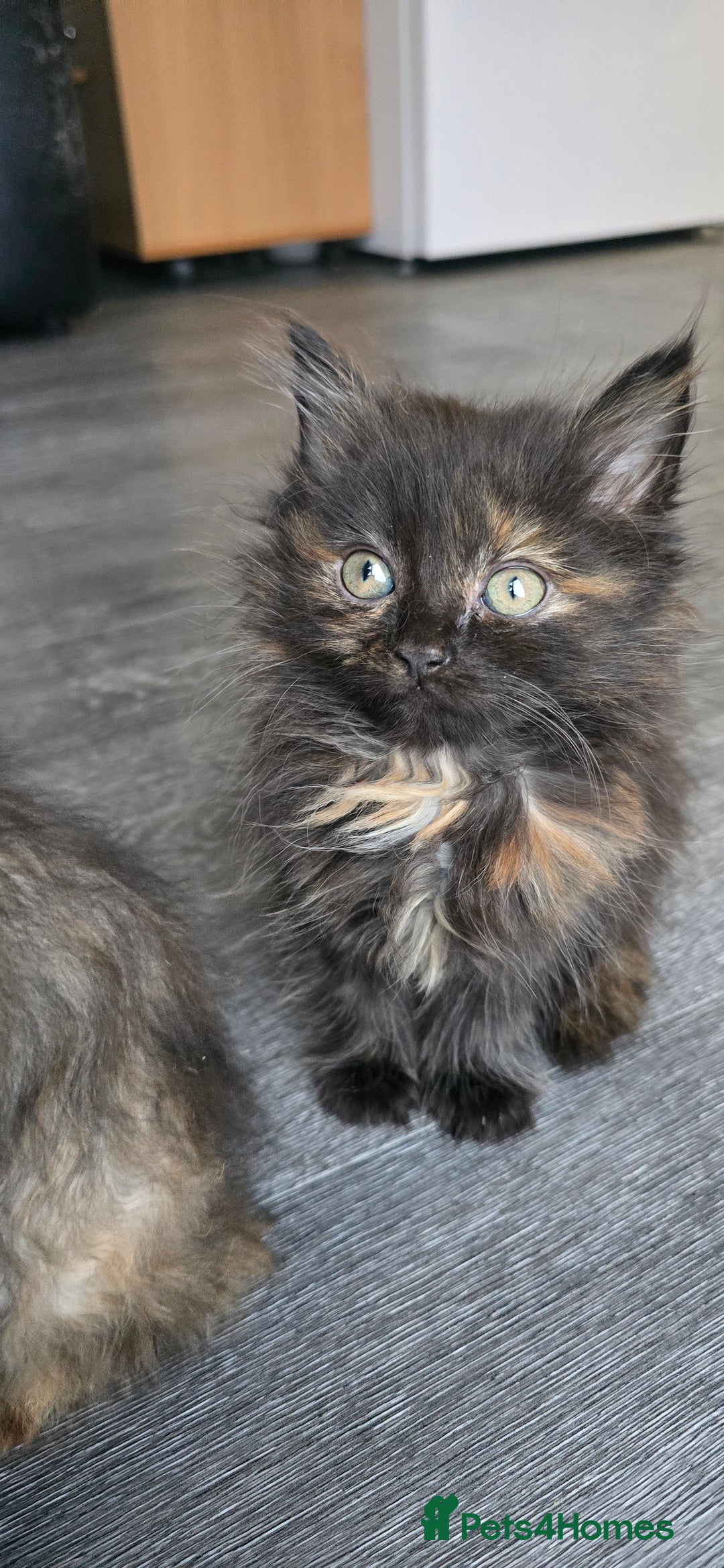 LaPerm cats for sale: 8 Laperm mix kittens, curly & long-haired - Advert 12