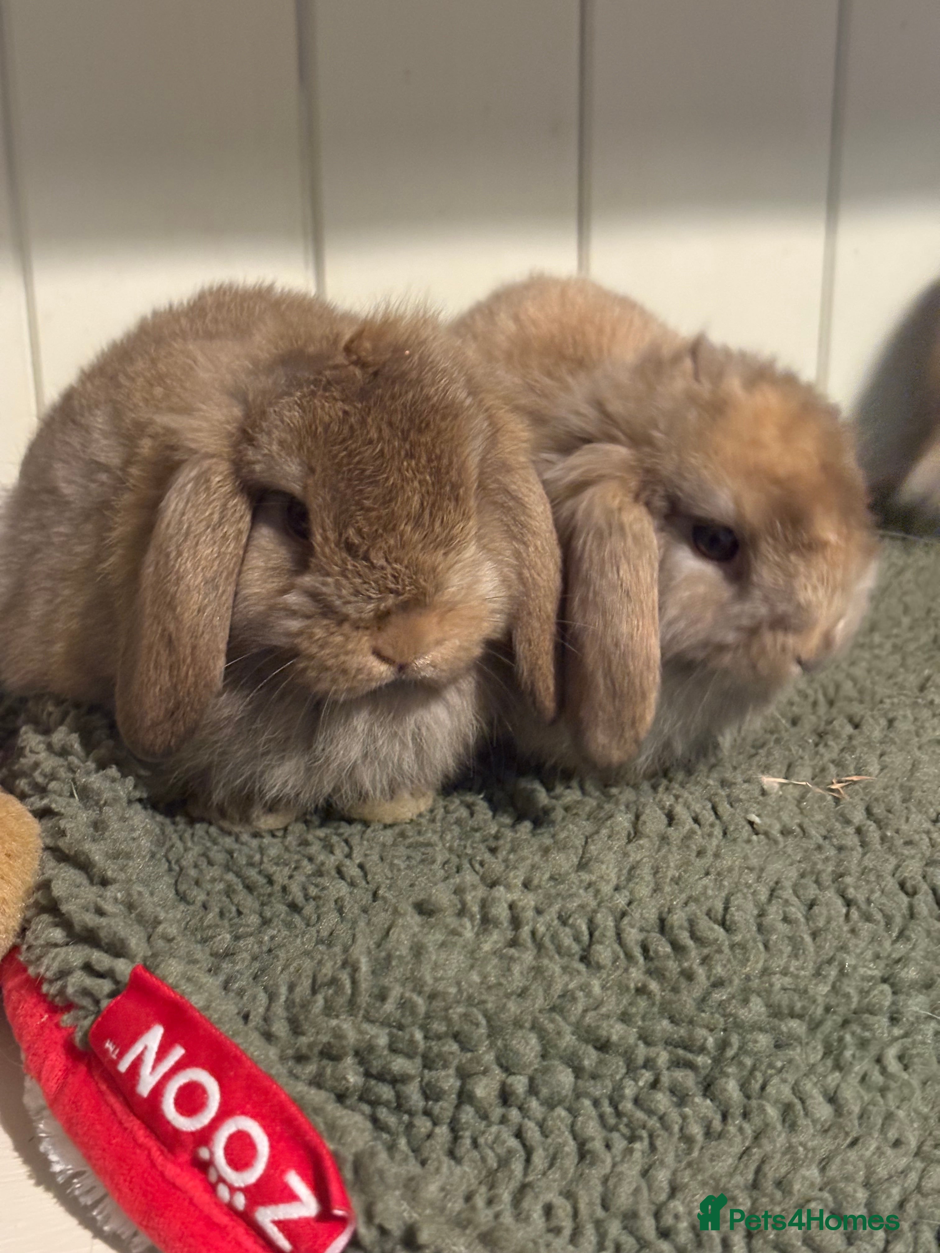 Mini Lop rabbits Vaccinated/raised indoors, mini lops and lion lop  - Advert 5