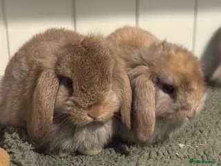 Mini Lop rabbits Vaccinated/raised indoors, mini lops and lion lop - Advert 5