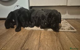 Mixed Breed dogs for sale: Beautiful sheprador puppies  - Advert 10