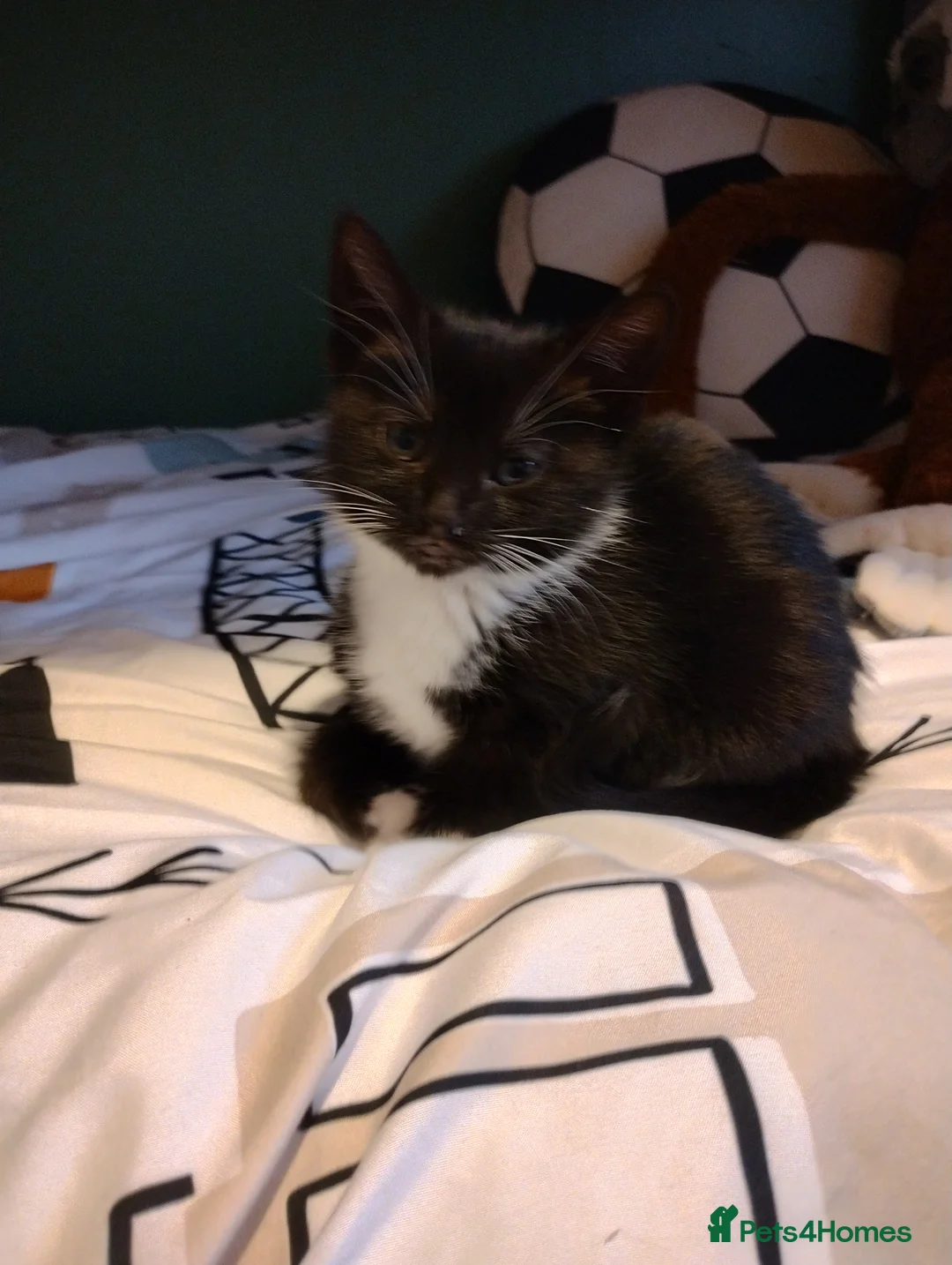 Mixed Breed cats for sale: Beautiful kittens - Advert 7