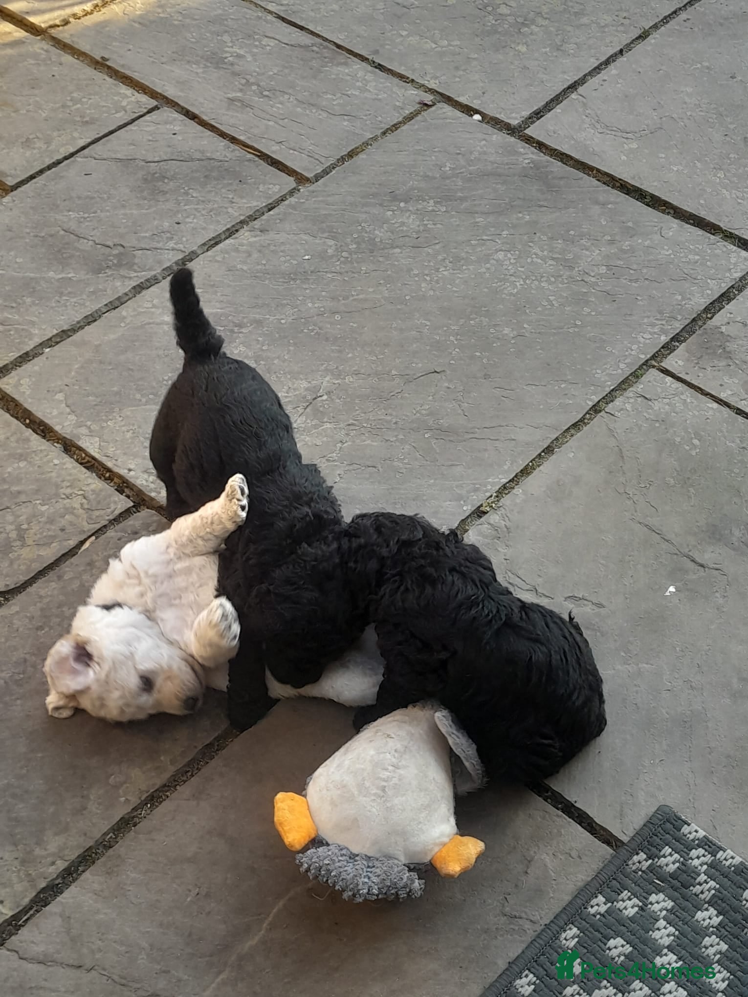 Goldendoodle dogs Goldendoodle puppies for sale - Advert 9