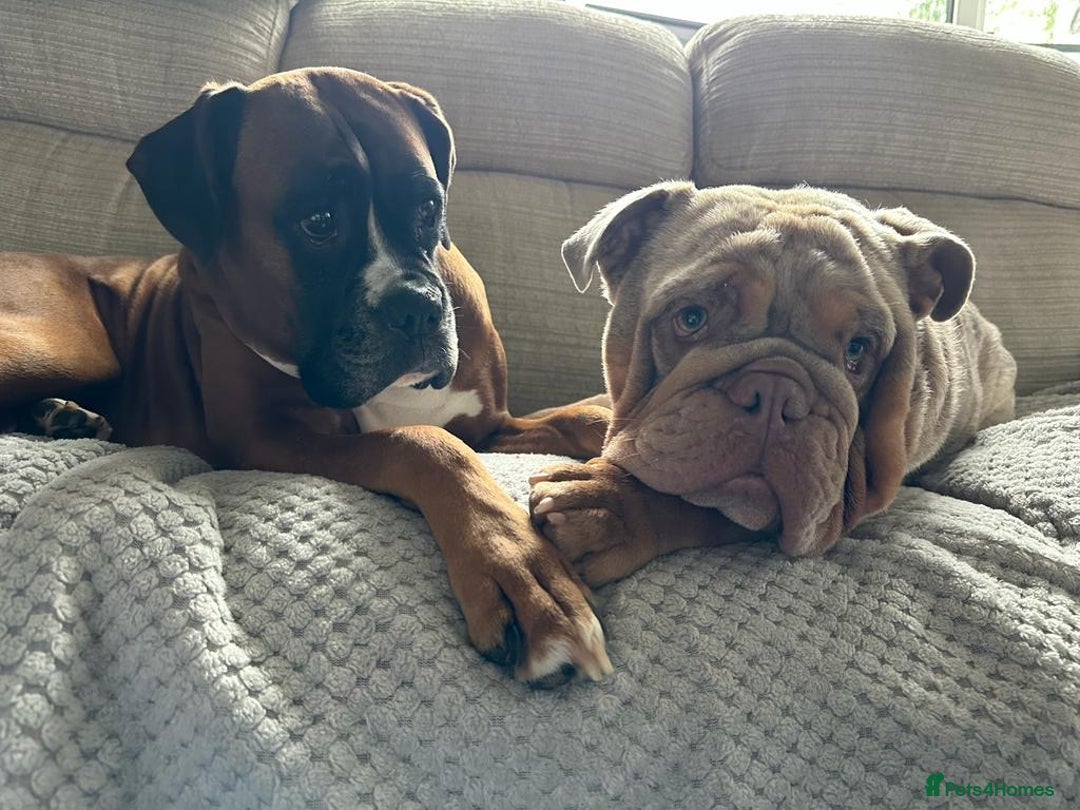 English Bulldog dogs for sale: For free. Just needs a good home - Image 3