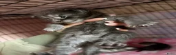 Maine Coon cats for sale: Stunning Maine coon kittens  - Advert 12
