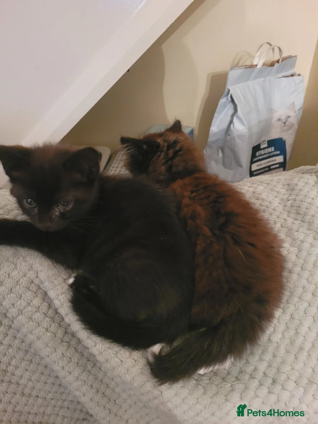 Russian Blue cats for sale: Russian Blue x Main coon - Advert 7