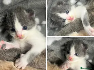 Mixed Breed cats Grey left x Cookies kittens🐱 - Advert 14